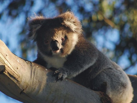 Bimbi Park Camping Under Koalas - Accommodation Whitsundays 0
