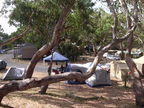 Bimbi Park Camping Under Koalas - Accommodation Whitsundays 1