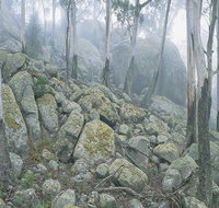 Waratah Gully campground - Accommodation Whitsundays