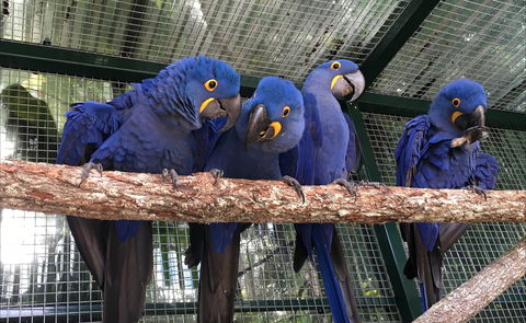 Ashmore Palms Holiday Village - Accommodation Whitsundays 2