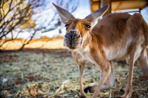 Erldunda Roadhouse - Accommodation Whitsundays 2