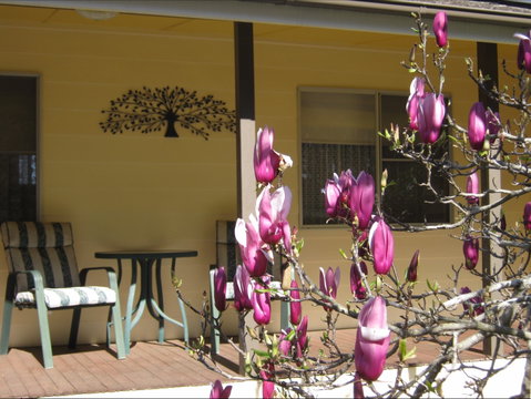 Figtree Cottage - Accommodation Whitsundays 1
