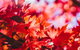 The Maples - thumb 1