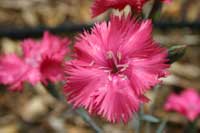 Canadian Lodge - Accommodation Whitsundays 1