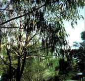 Mallacootas Shady Gully Caravan Park - Accommodation Whitsundays