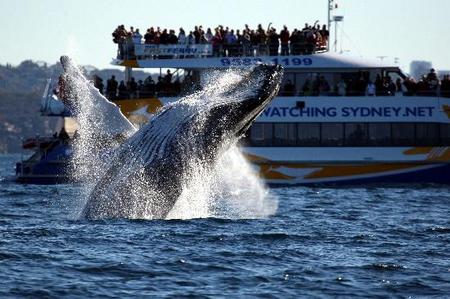 Whale Watching Sydney - Accommodation Whitsundays 1