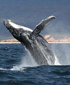 Whale Watching Sydney - Accommodation Whitsundays 2