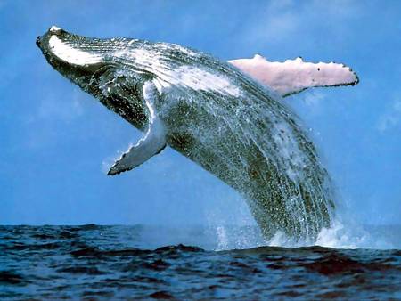 Whale Watching Sydney - Accommodation Whitsundays 3