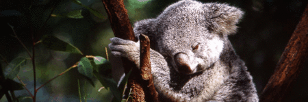 Koala And River Cruise By Mirimar Cruises - Accommodation Whitsundays 0