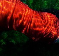 Dark Horse Experiment - Accommodation Whitsundays