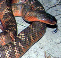 Armadale Reptile  Wildlife Centre - Accommodation Whitsundays