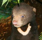 Perth Zoo - Accommodation Whitsundays