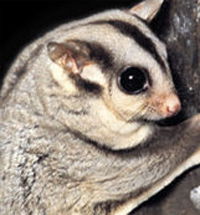 Perth Zoo - Accommodation Whitsundays 3