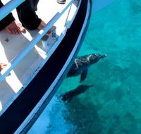 Pelican Charters - Accommodation Whitsundays
