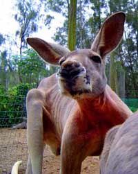 Birdland Animal Park - Accommodation Whitsundays 3