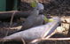Wirrimbirra Sanctuary - thumb 1
