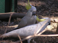 Wirrimbirra Sanctuary - Accommodation Whitsundays 1