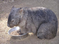 Wirrimbirra Sanctuary - Accommodation Whitsundays 2
