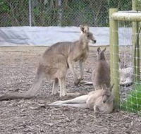 Jirrahlinga Koala  Wildlife Sanctuary - Accommodation Whitsundays