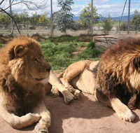 Mansfield Zoo - Accommodation Whitsundays