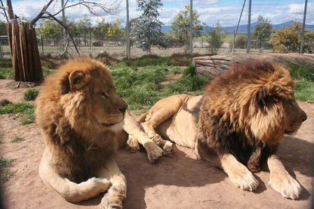 Mansfield Zoo - Accommodation Whitsundays 0