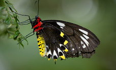 Melbourne Zoo - Accommodation Whitsundays 2