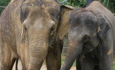 Melbourne Zoo - Accommodation Whitsundays 3