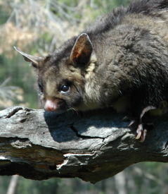 Moonlit Sanctuary Wildlife Conservation Park - Accommodation Whitsundays 0