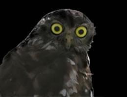 Moonlit Sanctuary Wildlife Conservation Park - Accommodation Whitsundays 1