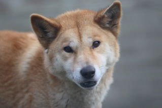 Moonlit Sanctuary Wildlife Conservation Park - Accommodation Whitsundays 3