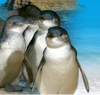 Phillip Island Penguin Parade - Accommodation Whitsundays