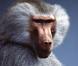 Alma Park Zoo - Accommodation Whitsundays 1