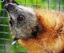 Alma Park Zoo - Accommodation Whitsundays 2