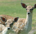Marapana Wildlife Park - Accommodation Whitsundays