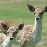 Marapana Wildlife Park - Accommodation Whitsundays 0