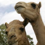 Marapana Wildlife Park - Accommodation Whitsundays 3