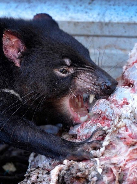 Peel Zoo - Accommodation Whitsundays 2