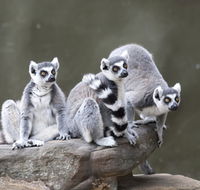 Adelaide Zoo - Accommodation Whitsundays