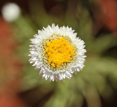 Alice Springs Desert Park - Accommodation Whitsundays 1