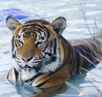 Zoo Doo Wildlife Park - Accommodation Whitsundays