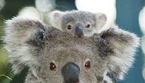 Port Macquarie NSW Accommodation Whitsundays