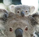 Billabong Koala and Wildlife Park - Accommodation Whitsundays