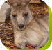 Calmsley Hill City Farm - Accommodation Whitsundays