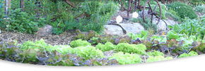 Calmsley Hill City Farm - Accommodation Whitsundays 1