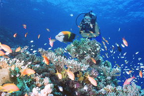 The Whitsundays QLD Accommodation Whitsundays