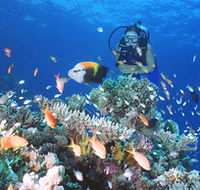Drop Zone Dive Site - Accommodation Whitsundays