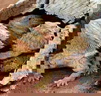 Alice Springs Reptile Centre - Accommodation Whitsundays