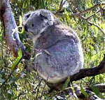 Koala Conservation Centre - Accommodation Whitsundays
