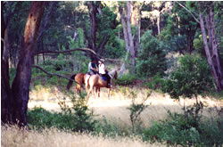High Country Horses - Accommodation Whitsundays 1