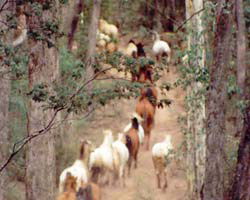 High Country Horses - Accommodation Whitsundays 2